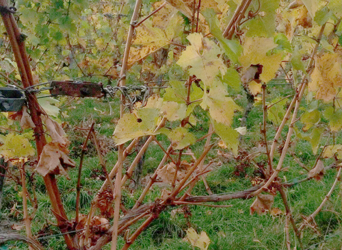 Machinaal geoogste wijngaard