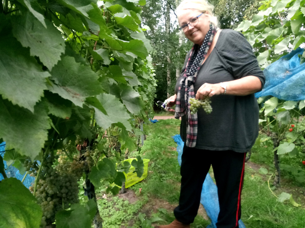 Druivenpluk solaris Blankeboom